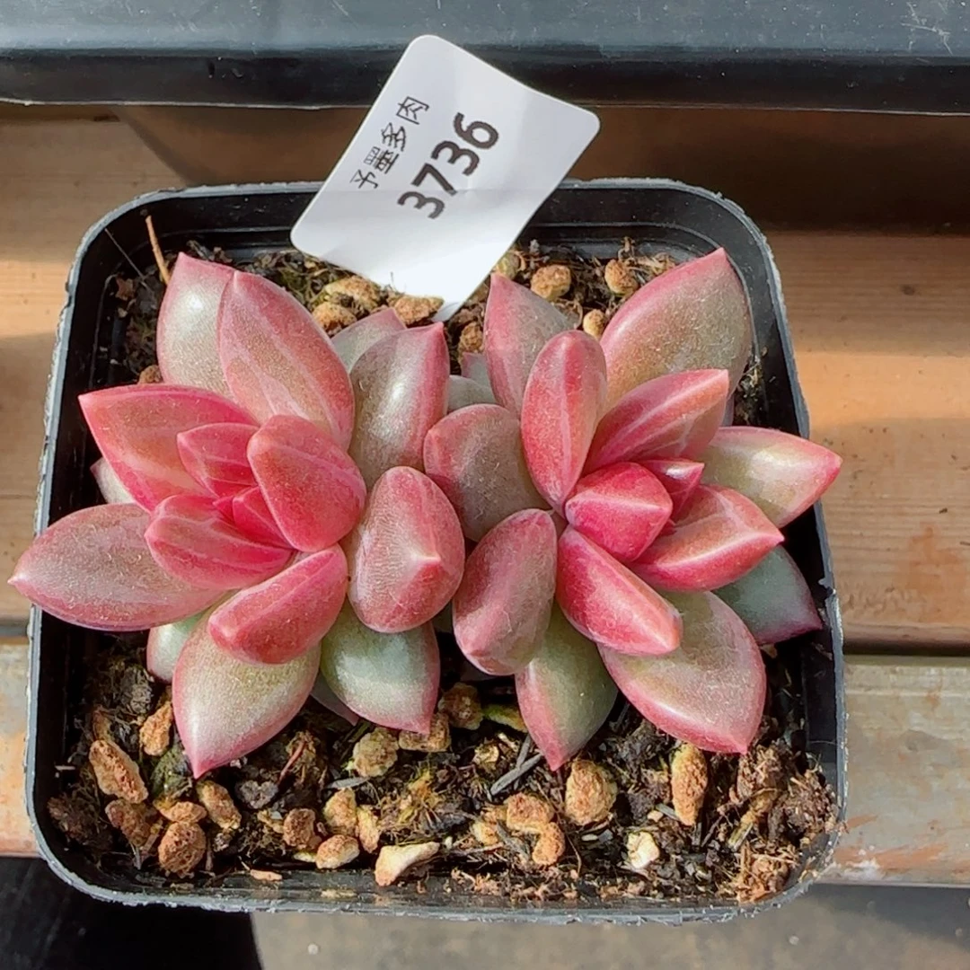 迷雾泡泡，3736多肉植物