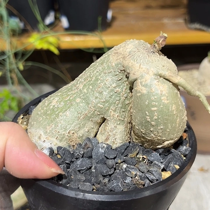 汤圆植物彩叶西番莲