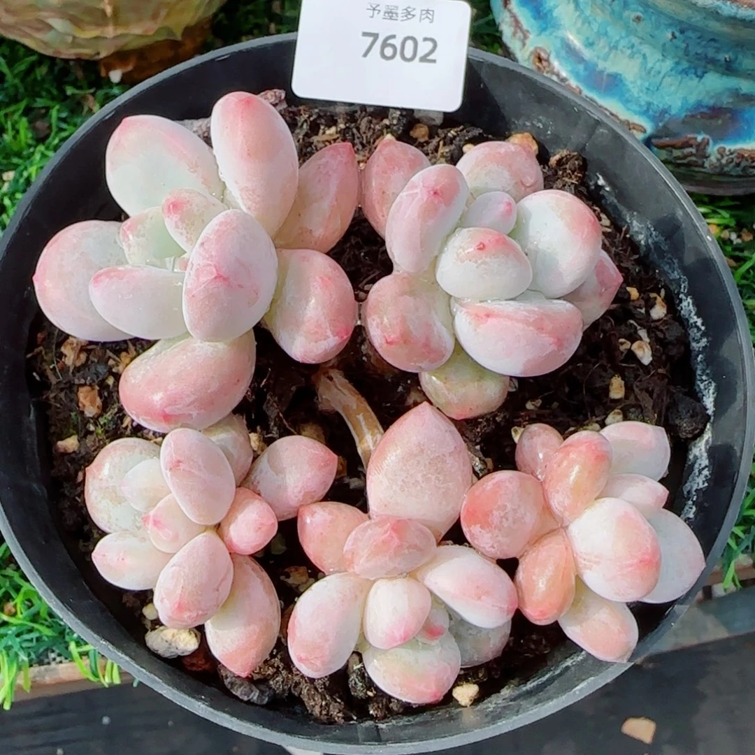 丸叶香水，7602多肉植物