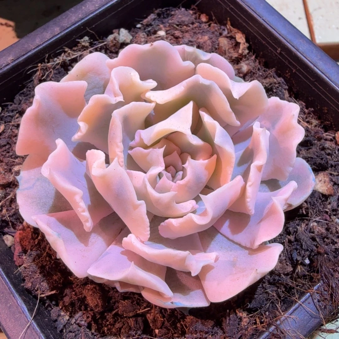 利比利亚锦，锦上园艺一物一拍