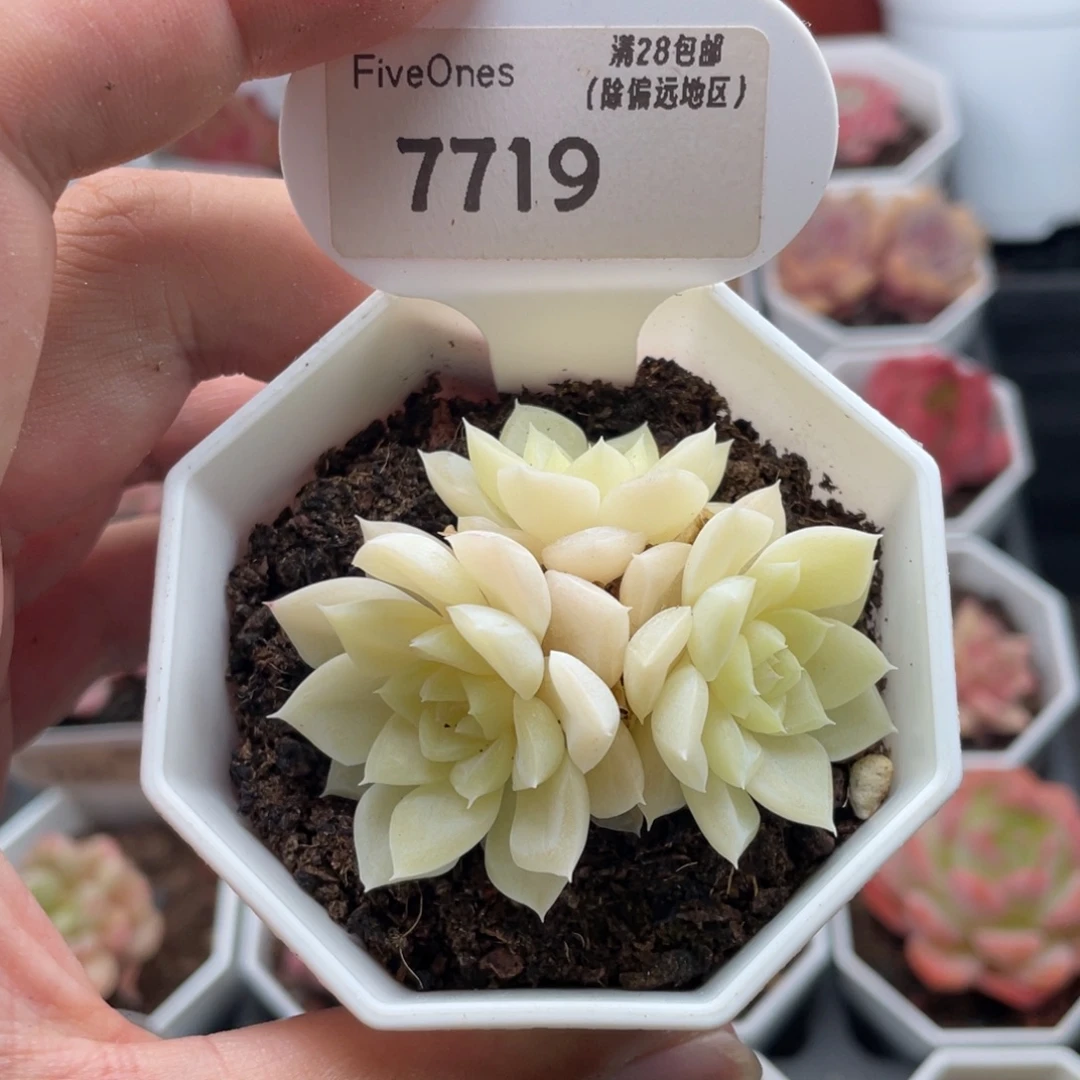 白天鹅7719-5.5厘米