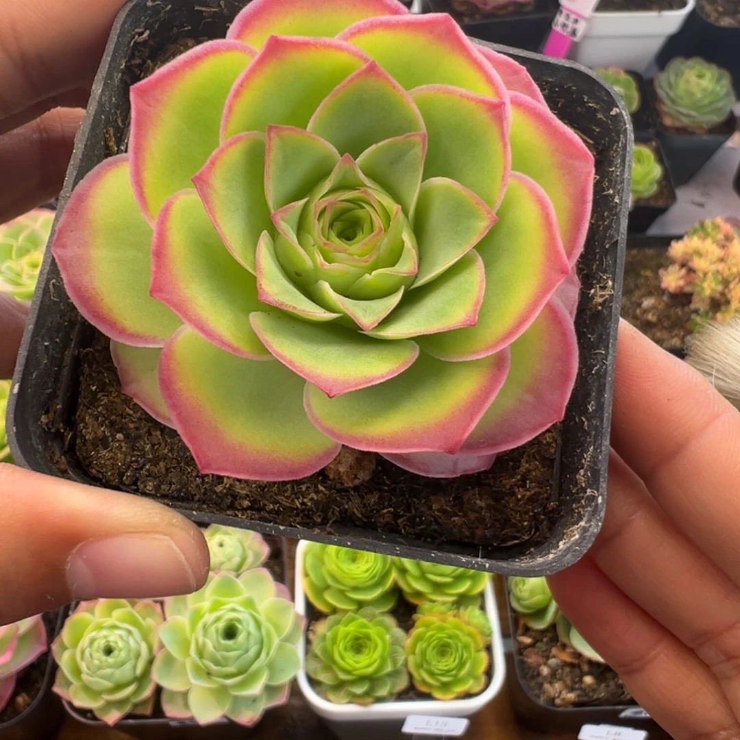 蓝*树L8半城玫瑰魅影