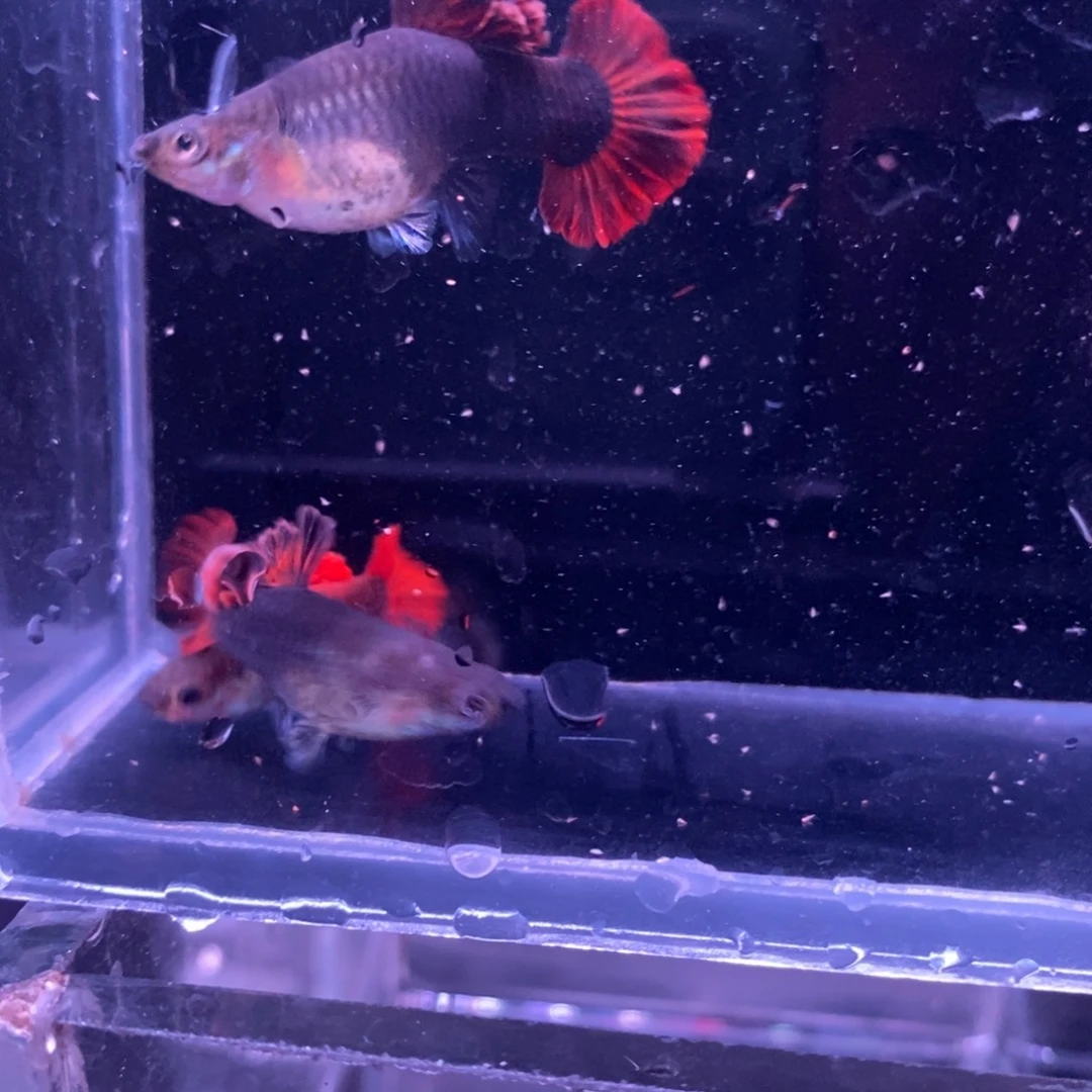 孔雀鱼菊花帆两对