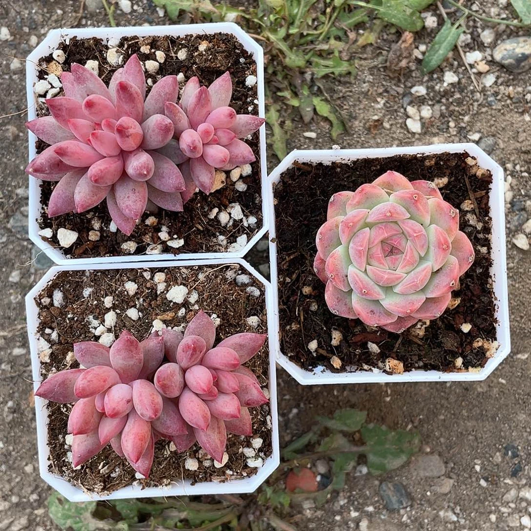 搁***浅两个虞美人一个小杂交