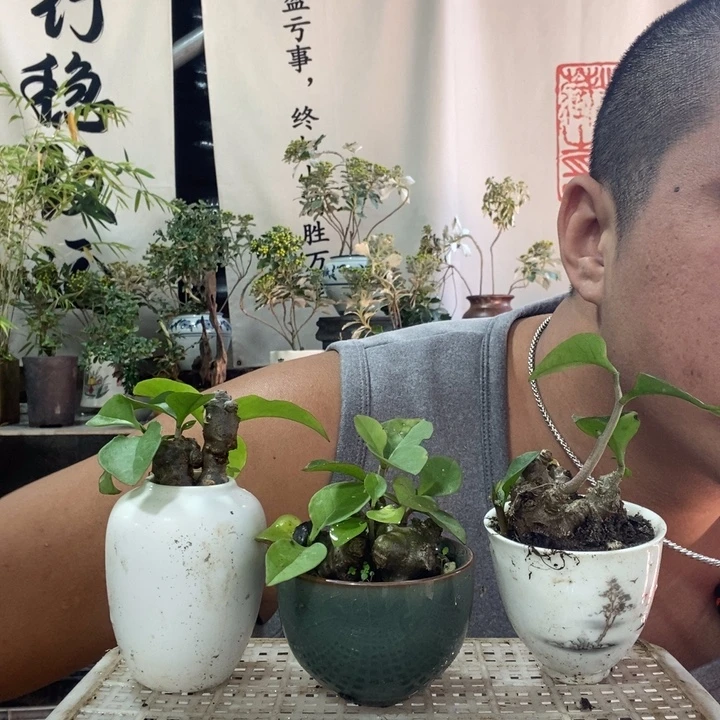 无花朵退款拉黑拉黑46