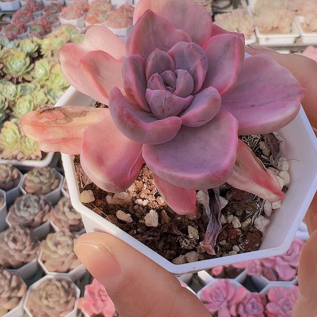 老桩彩虹糖锦19包邮多肉