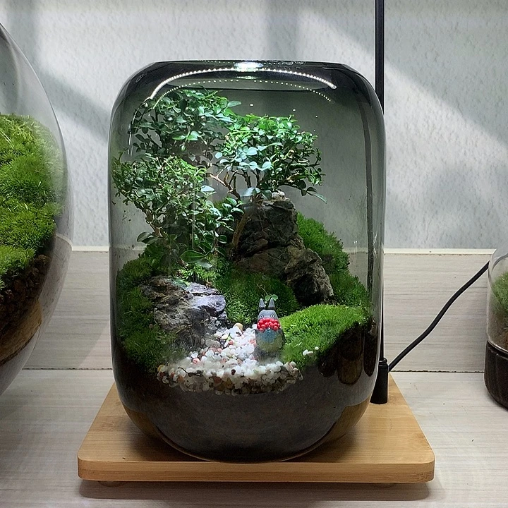无花朵孤品一物一拍