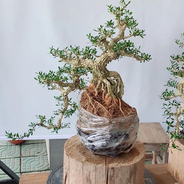 无花朵高*室内室外黄杨盆景