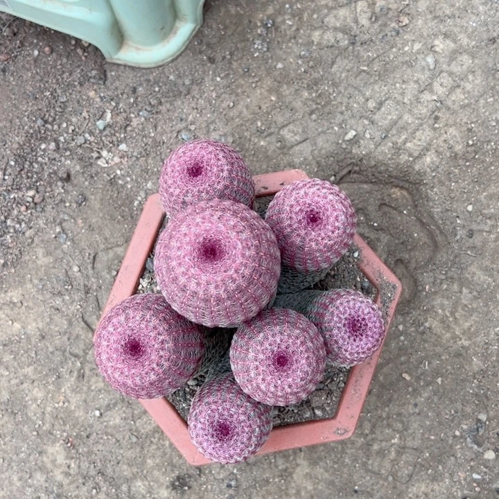 退****恭喜发财恭喜发财