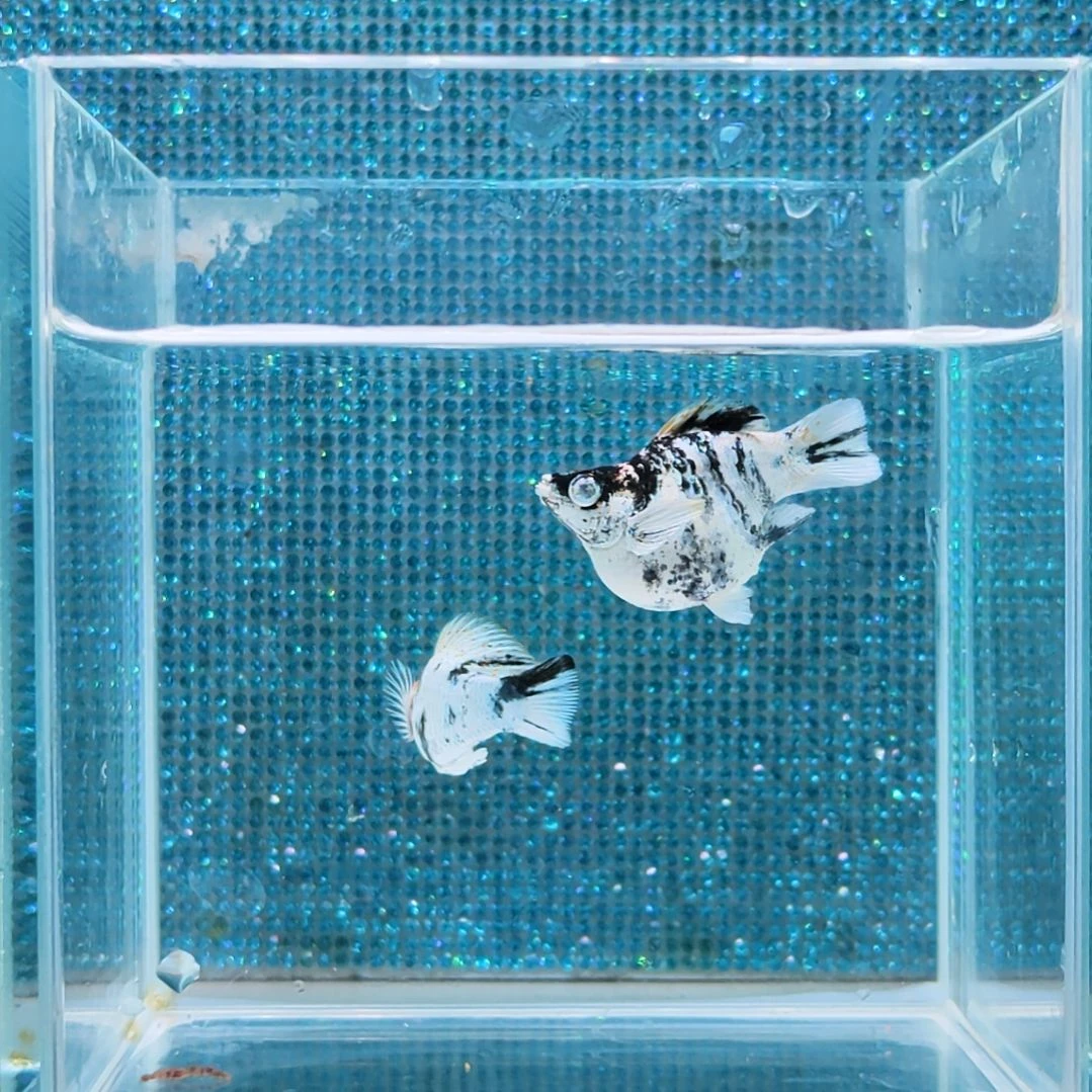 孔雀鱼红头玛丽球