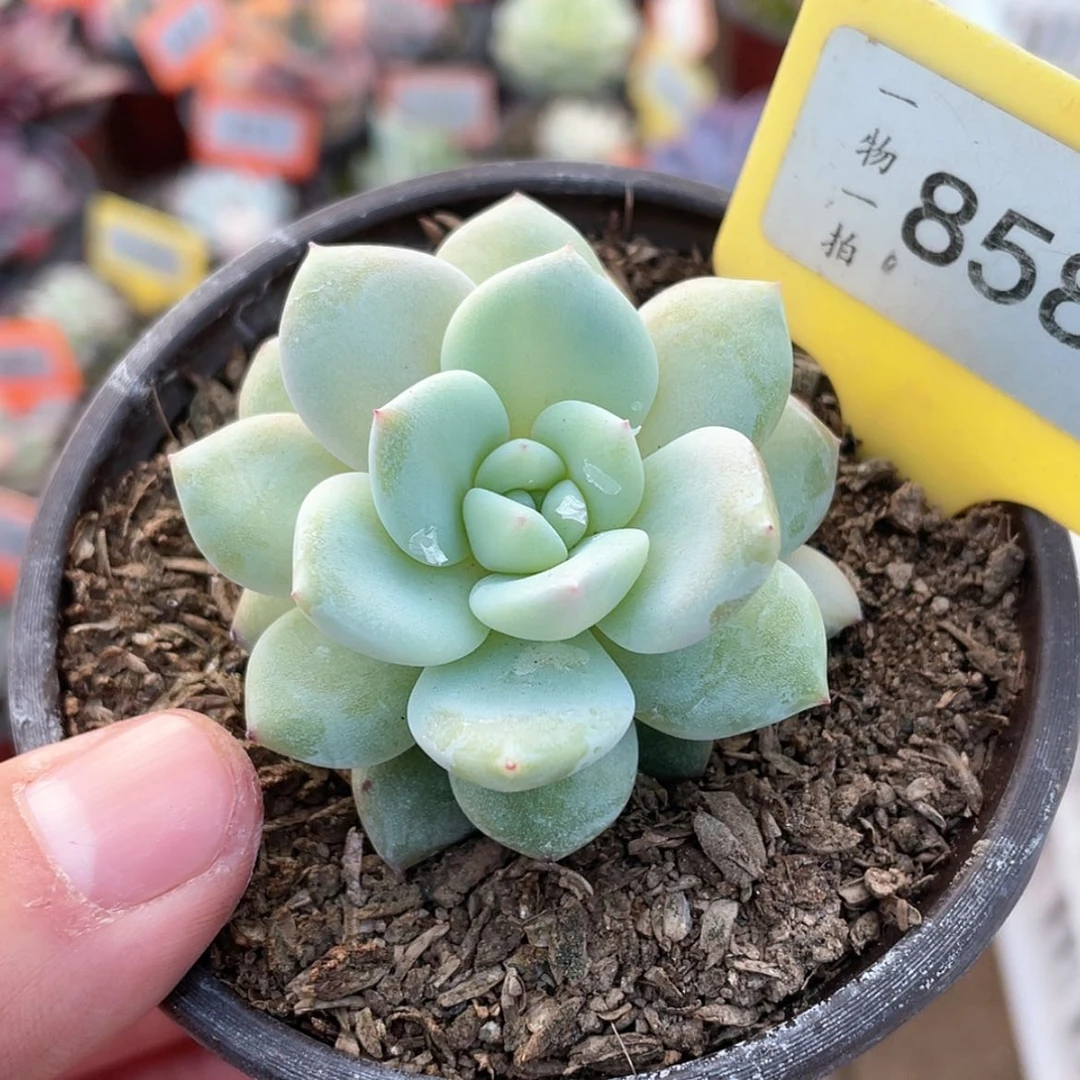 【闪购商品】858号