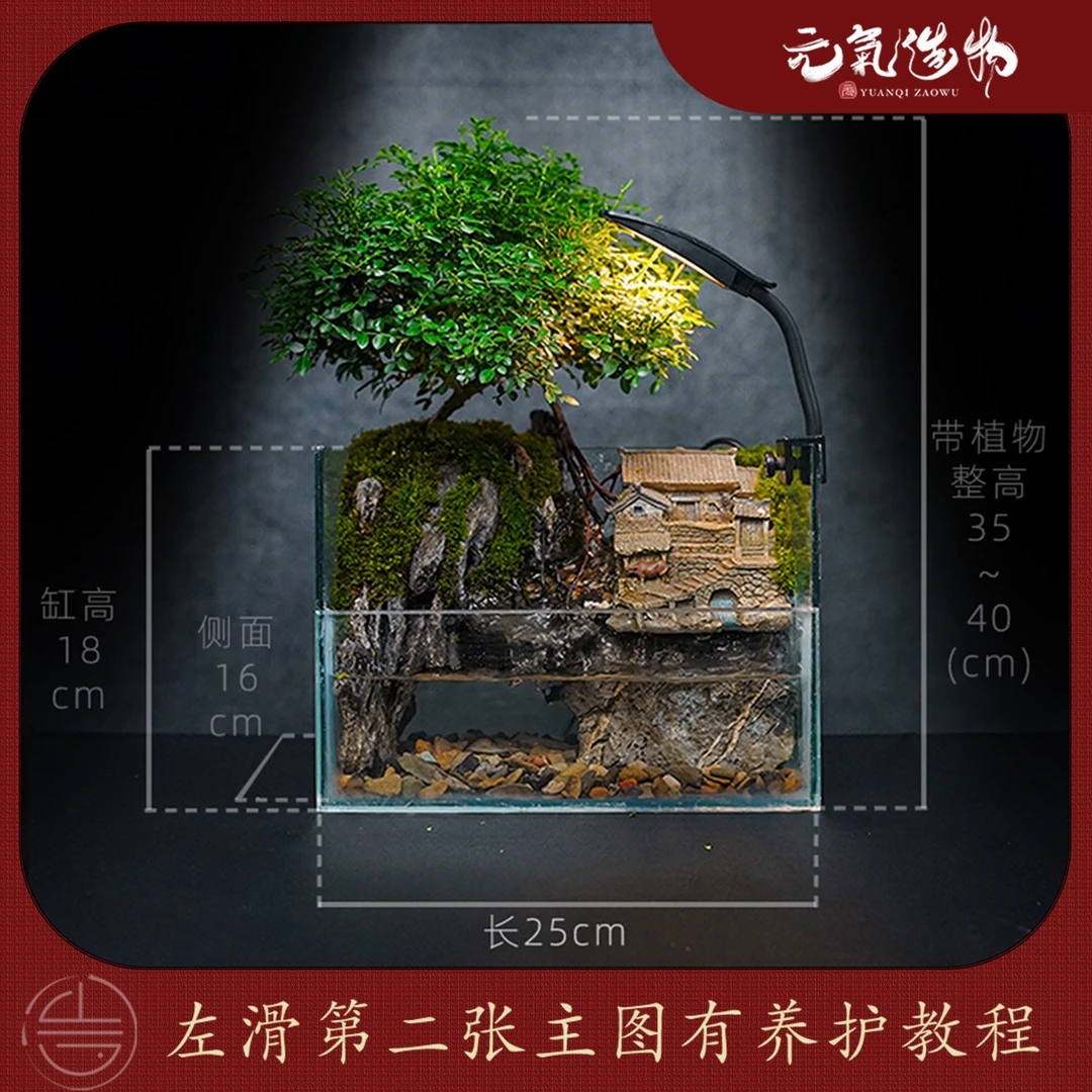 【仙】山野人间—带灯流水达摩九里香成品【尺寸：25*16*18】