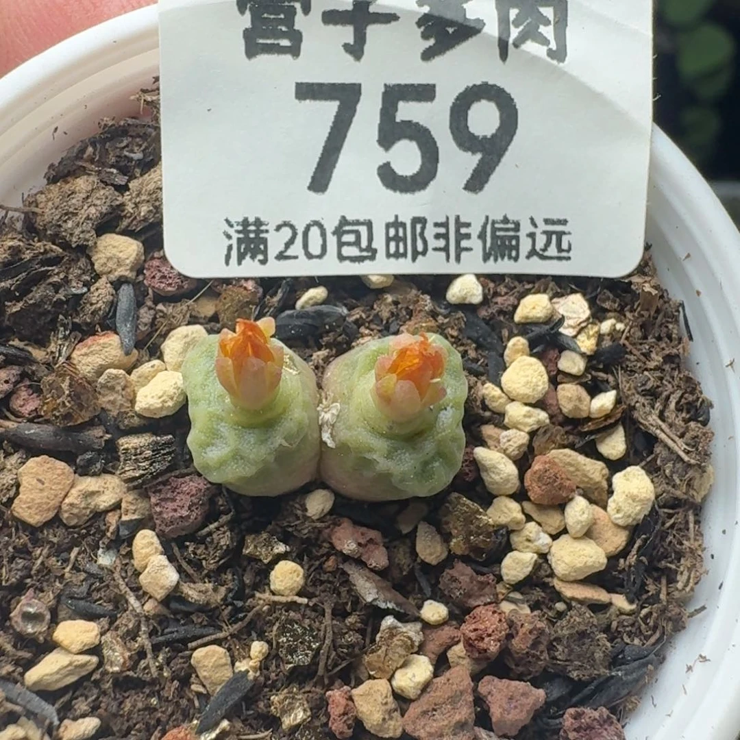 方烧带盆土。  1410.657