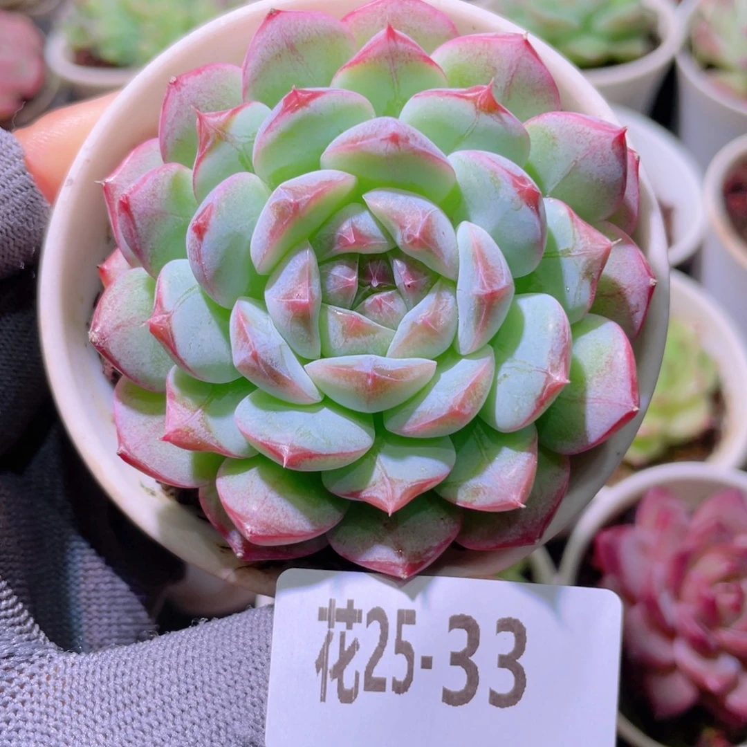 花利美25-33白桃汽水