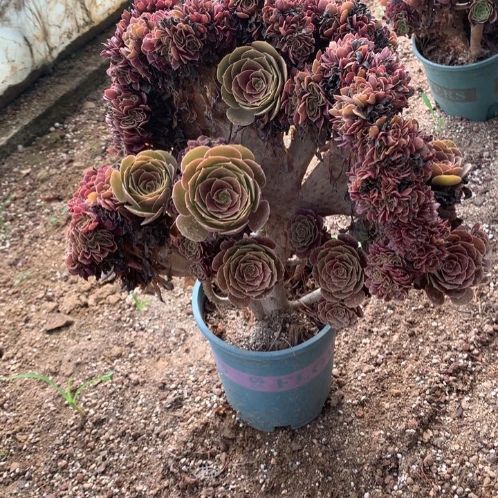 荷兰圆叶脱土发货啊