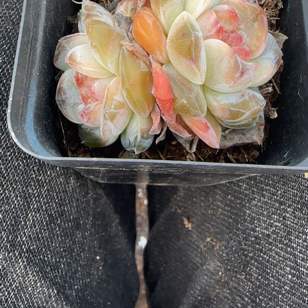 小卡拉米糖心一物一拍