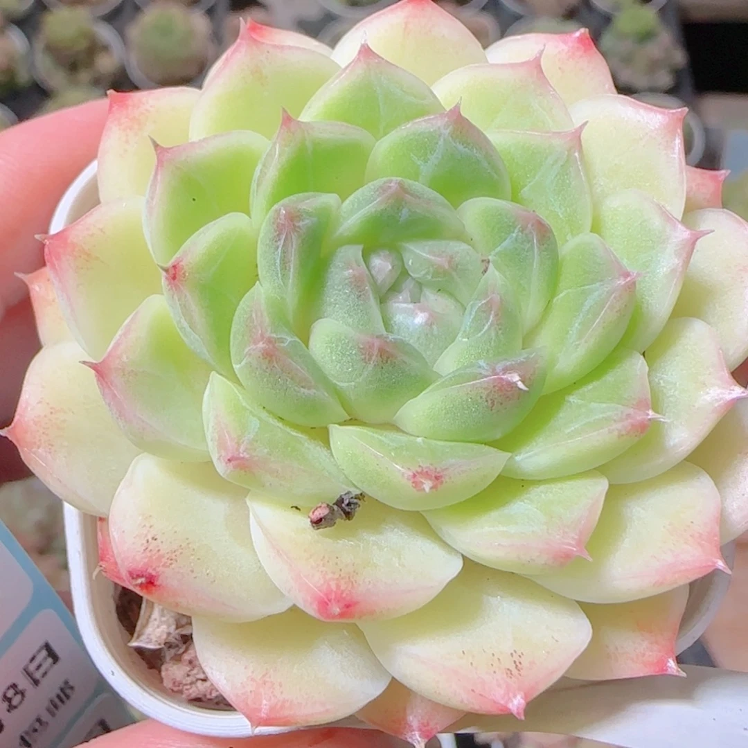 花语逸镜1108-13麦秆