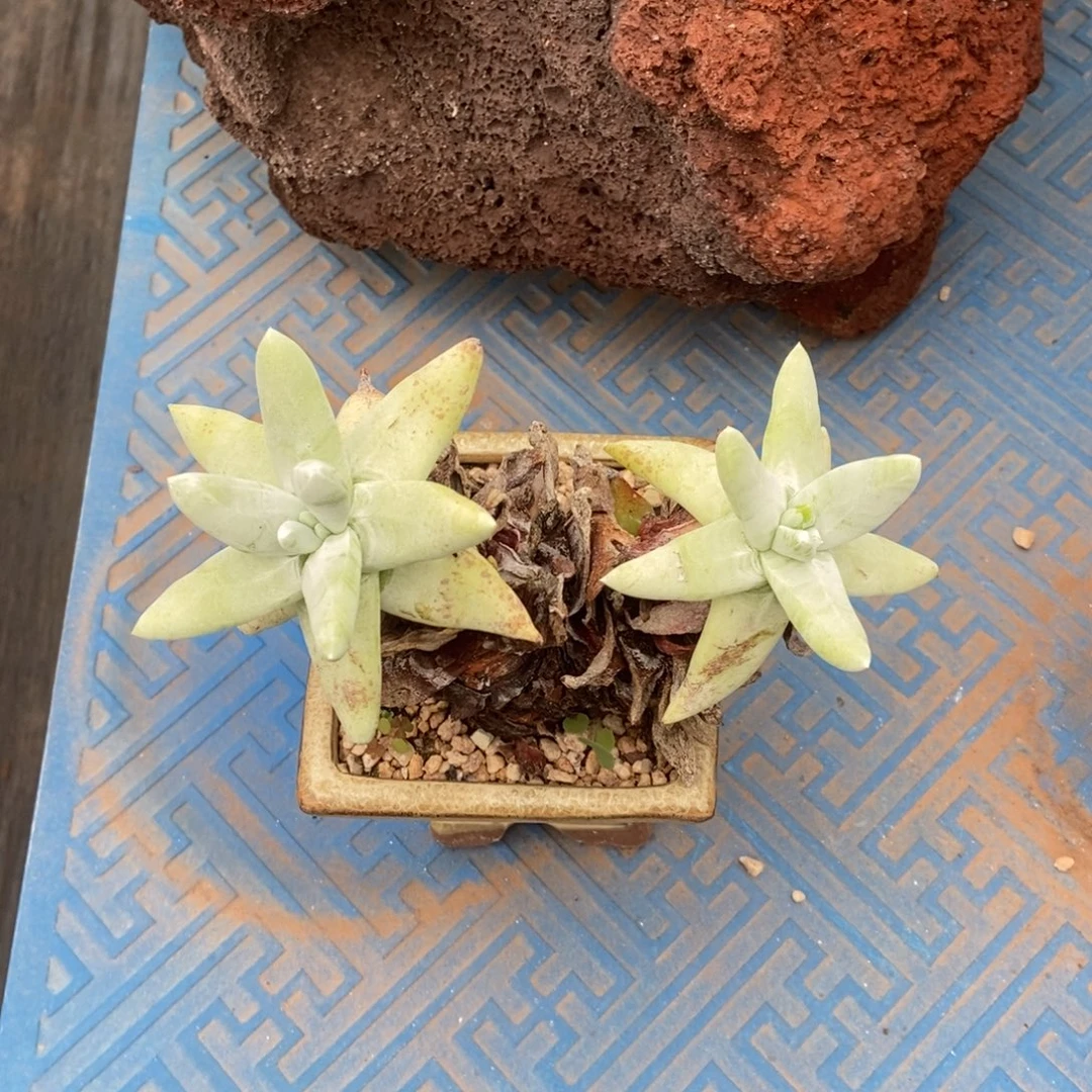 拇指多肉植物啦啦啦