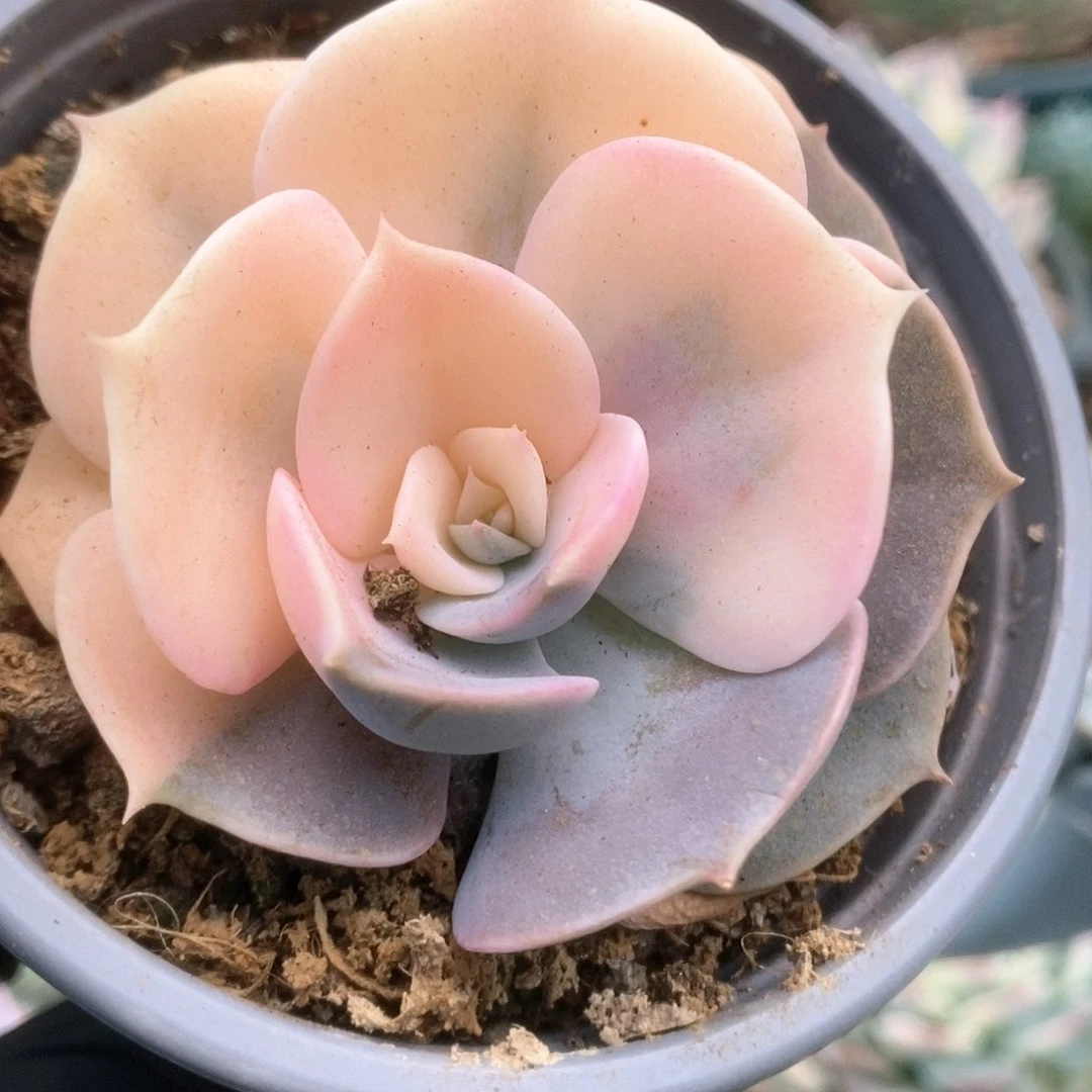 139双子座锦锦锦锦锦