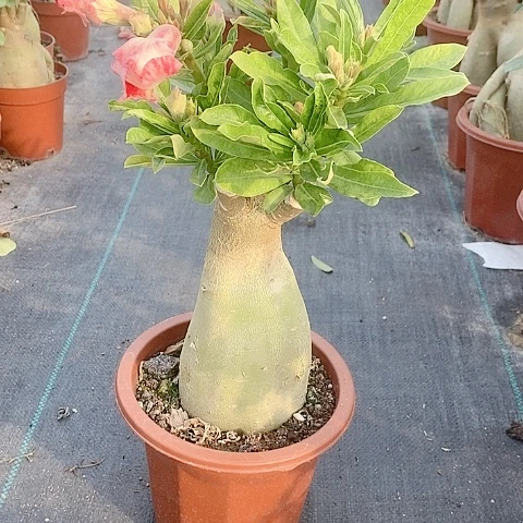 【闪购商品】无花朵笑****…