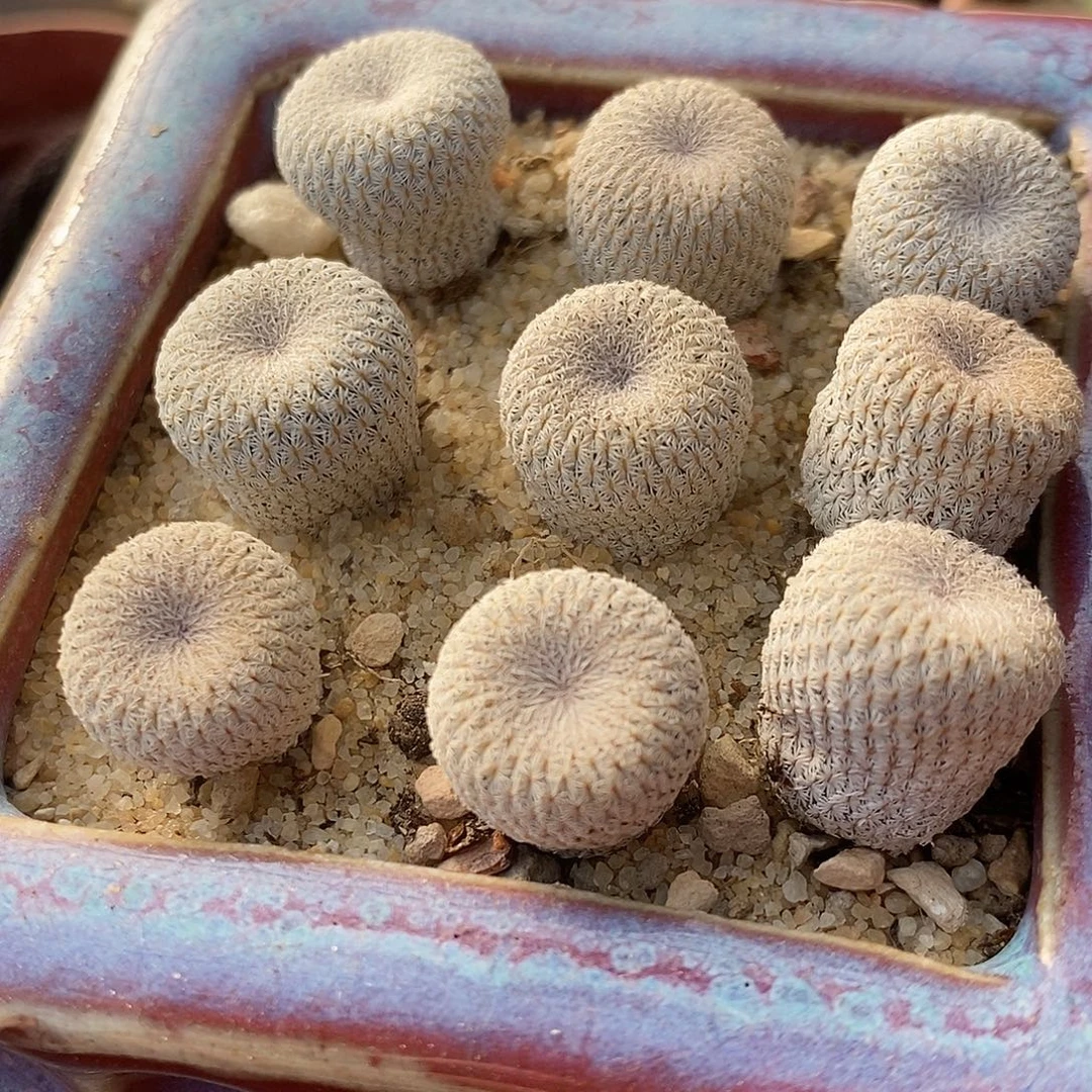 实生月世界一颗。