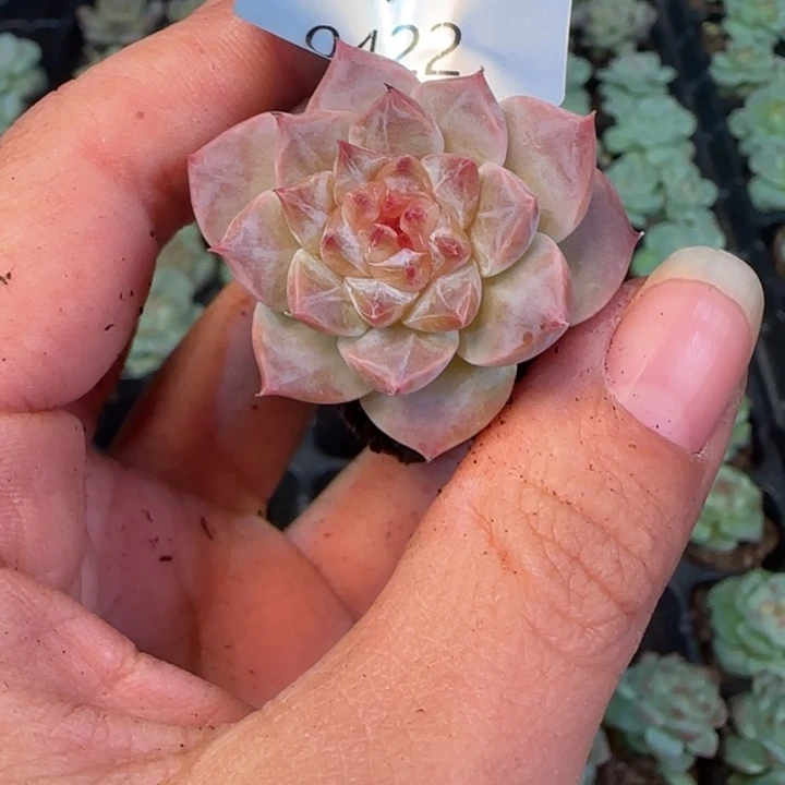 新店开播福利422号