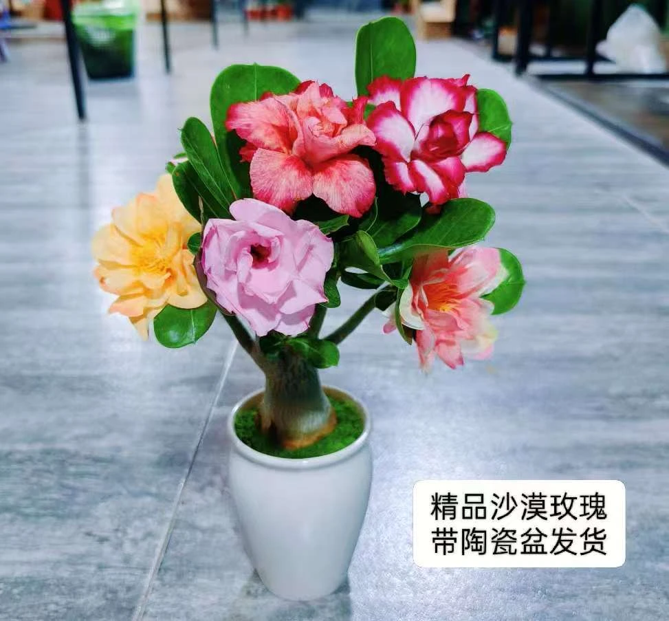 沙漠玫瑰【五年桩】带白陶瓷办公桌室内室外盆栽绿植好养绿植喜庆