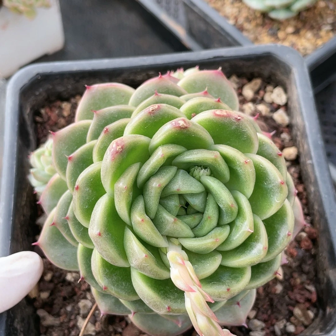 【闪购商品】星*。星辰专拍