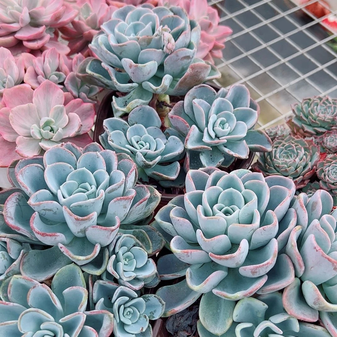 美尻大单头带仔老桩精品特价