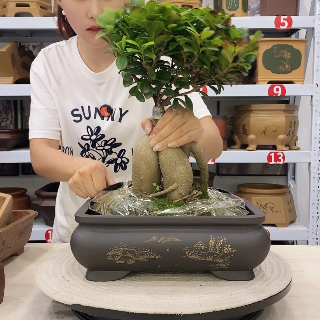 紫砂花盆紫砂花盆