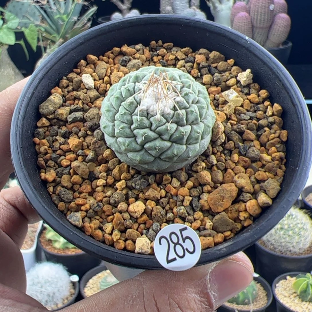 菊水实生3一物一拍