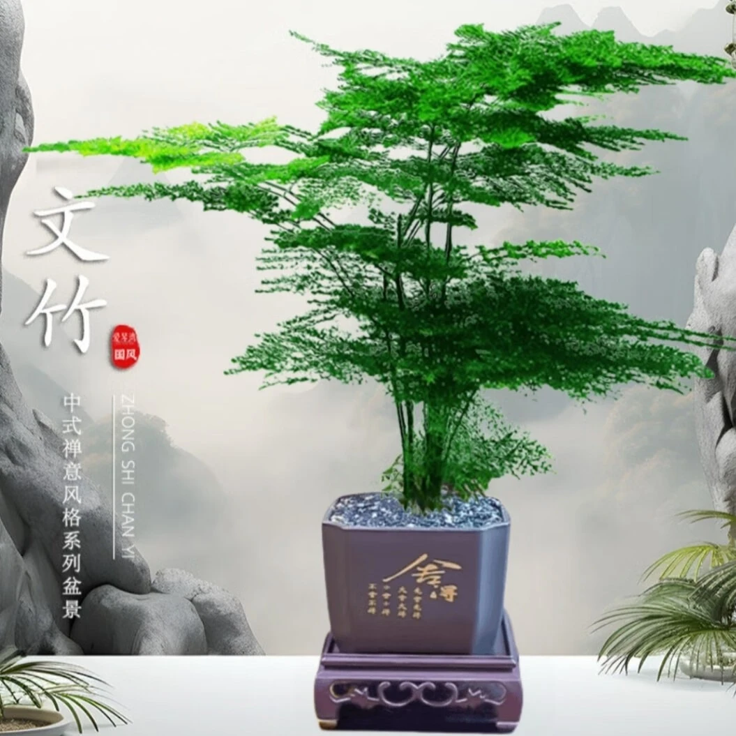 【舍得文竹】新中式盆栽植物室内花卉四季常青盆景客厅桌面绿植好养