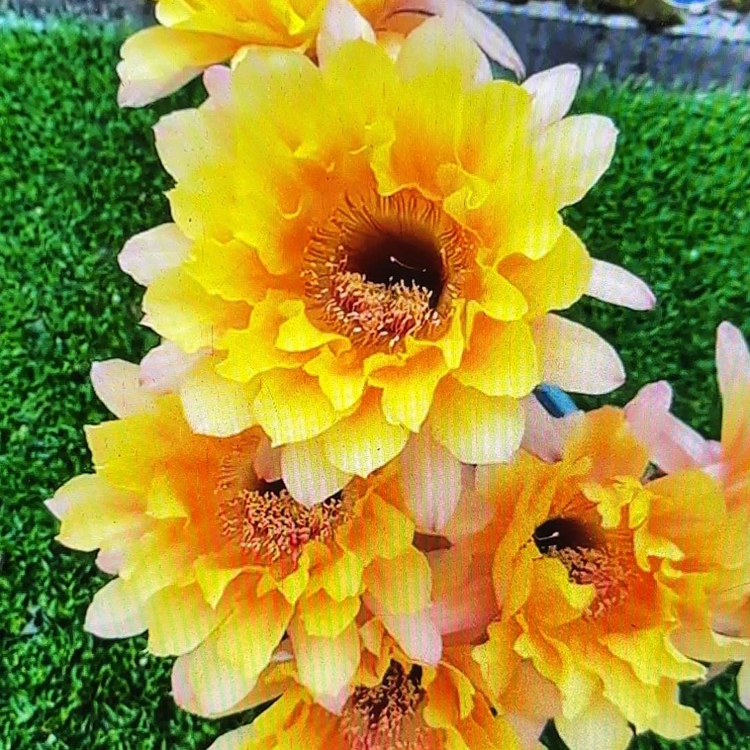 黄秀彩侧牙20包邮南鹏