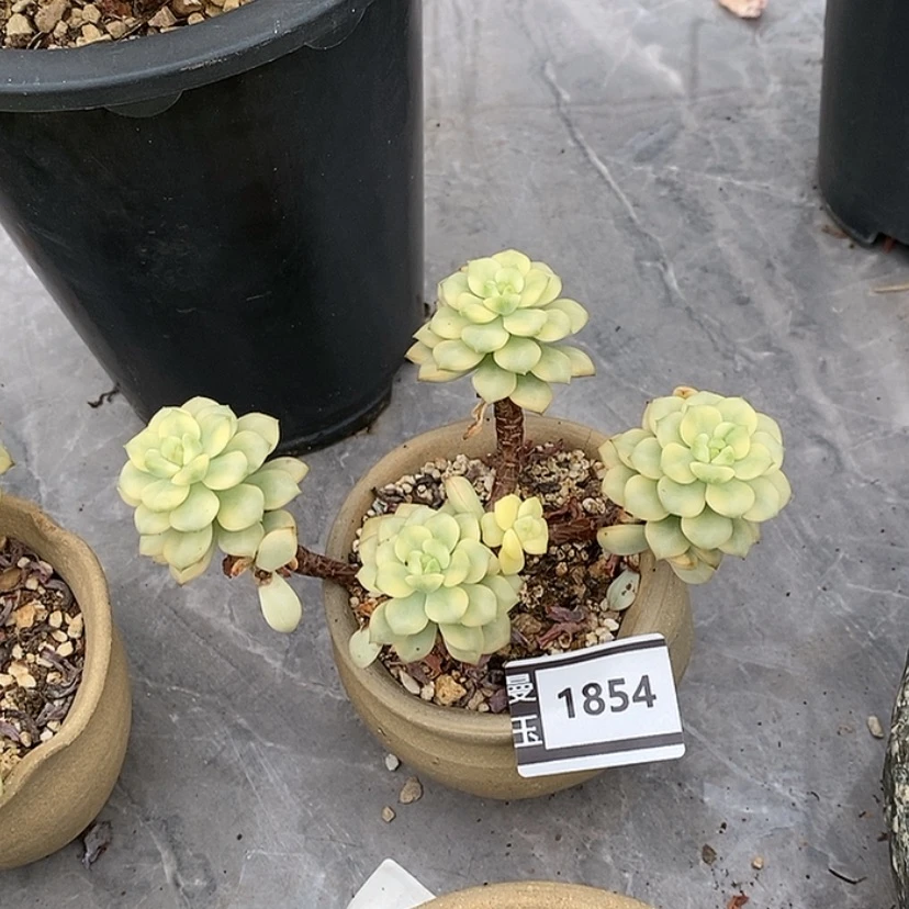 【闪购商品】不知名锦1854