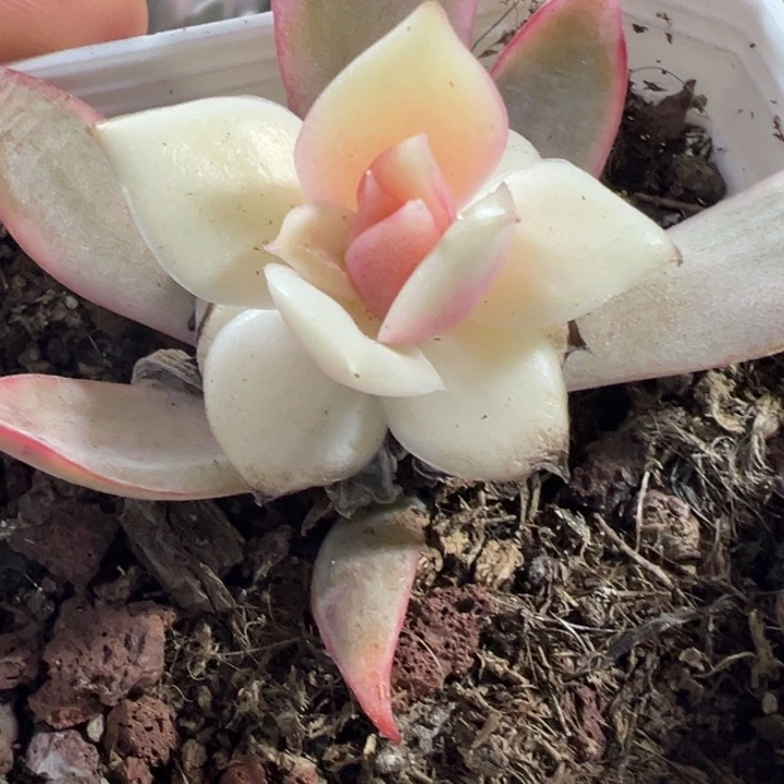 吉赛尔锦多肉植物452