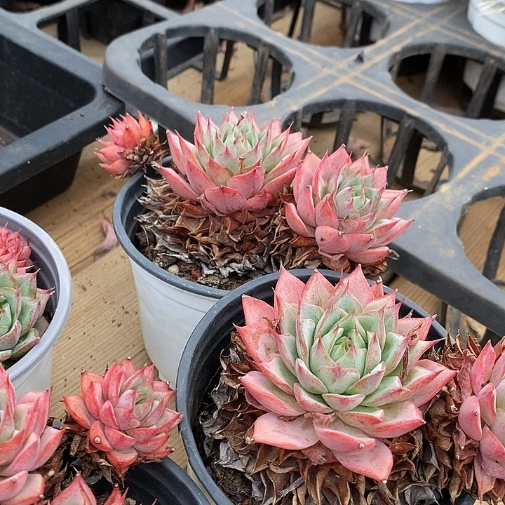 多头林杰安娜福利价格