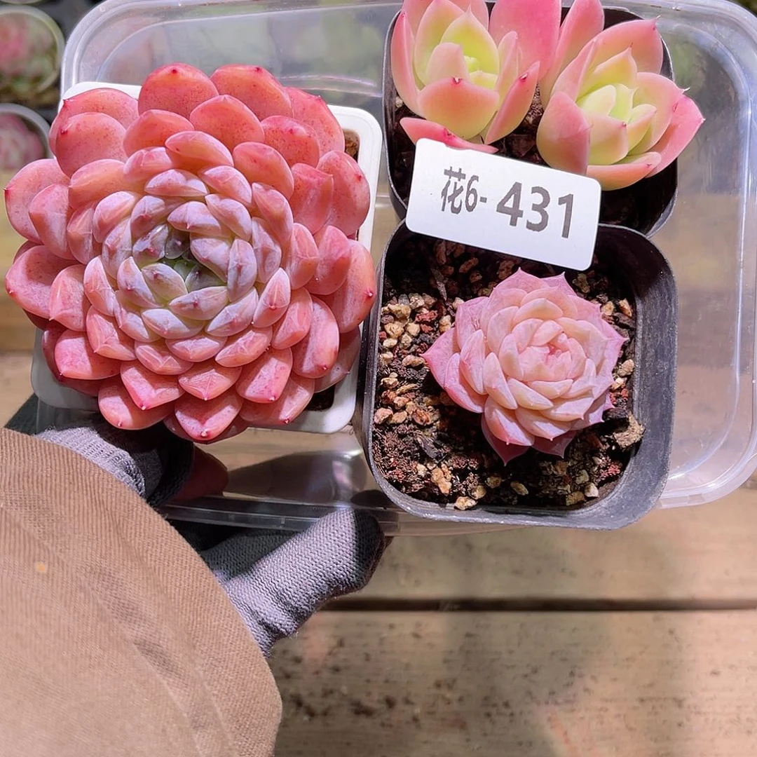 花06-431多肉组合3颗