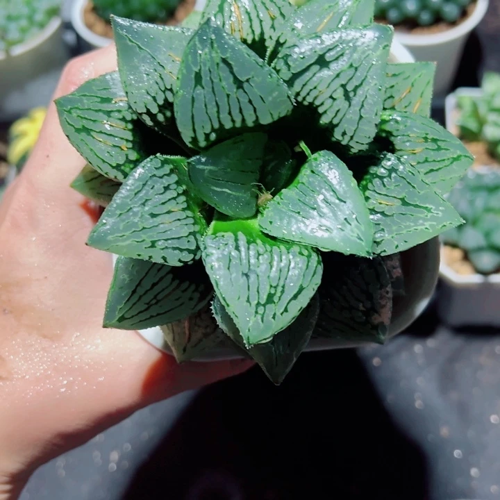 母本马丽丽多肉植物