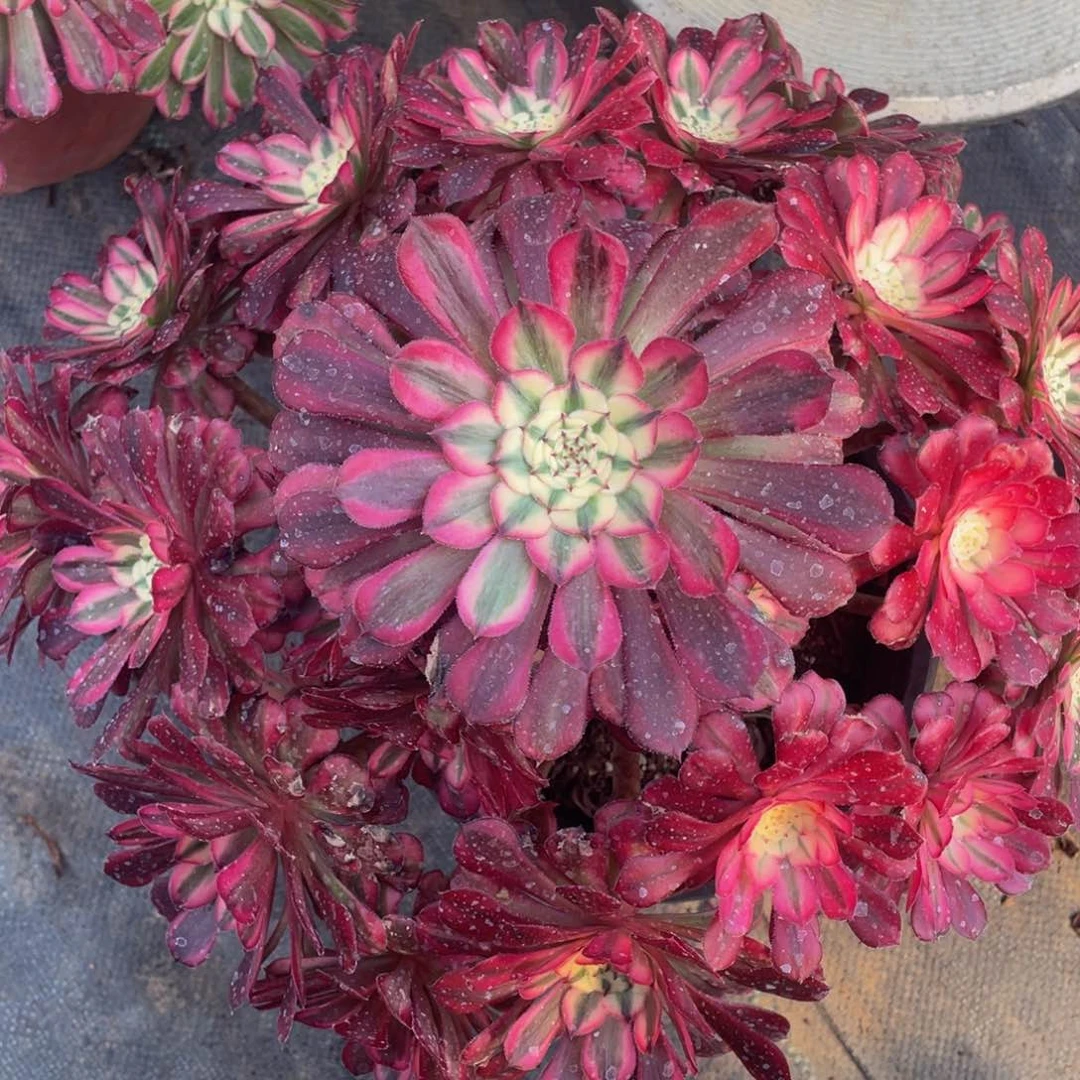 035红铜白精品法师多肉