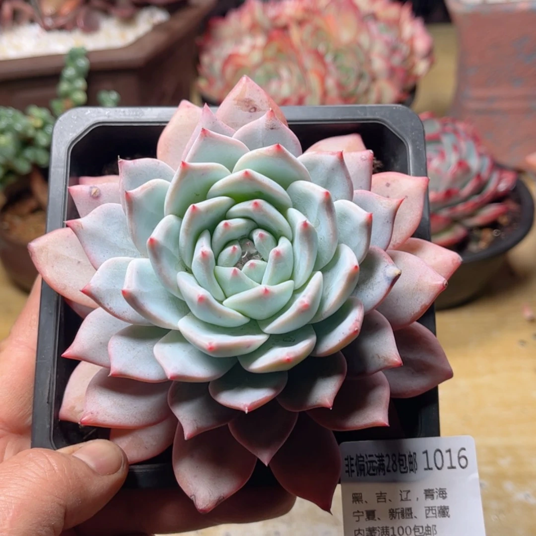 【闪购商品】1016粉蓝鸟