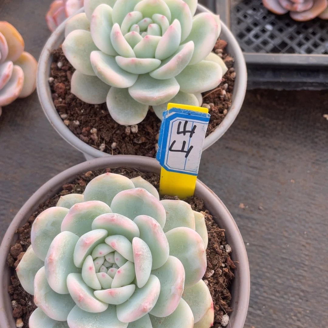 山***?姐姐说她真的不是一般