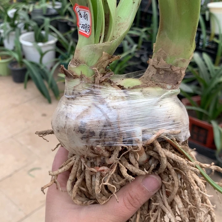 无花朵斯佳丽6cm+双胞胎