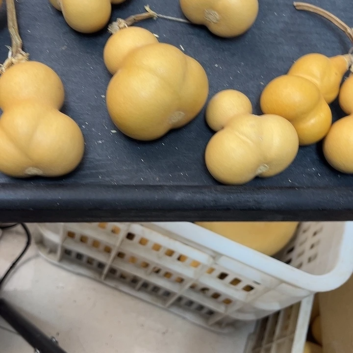 金蟾厚皮响籽漂亮厚皮