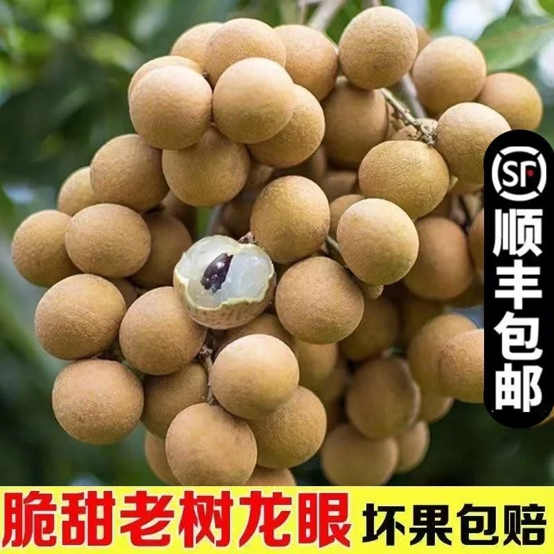 正宗高州【储良龙眼】大果龙眼当季热带水果脆甜爽口新鲜顺丰包邮