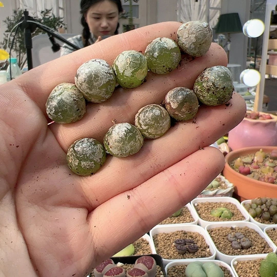 【闪购商品】160 灯泡*10