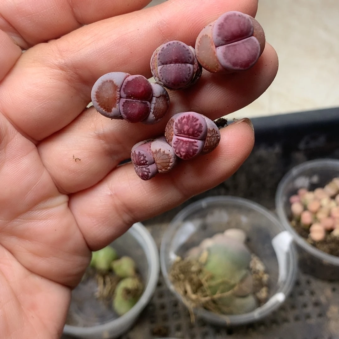 M305多肉植物保护研究所