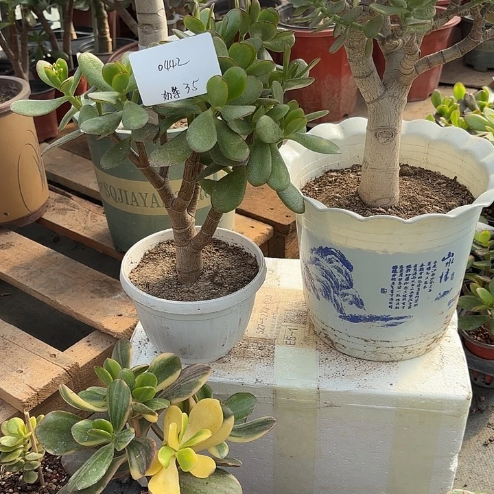 爱***茶当前无花栽培后可以开花韩国紫叶35