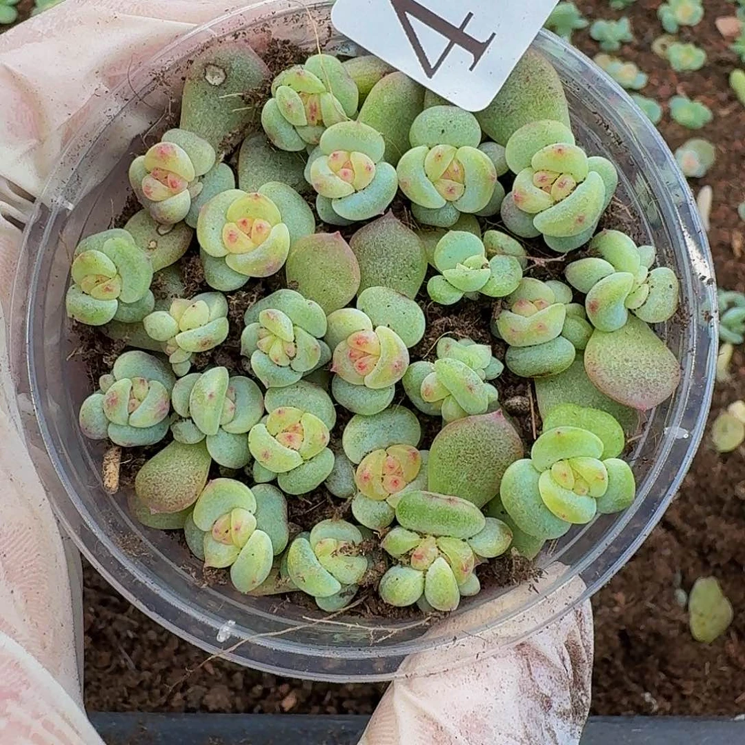 多肉植物多肉植物463