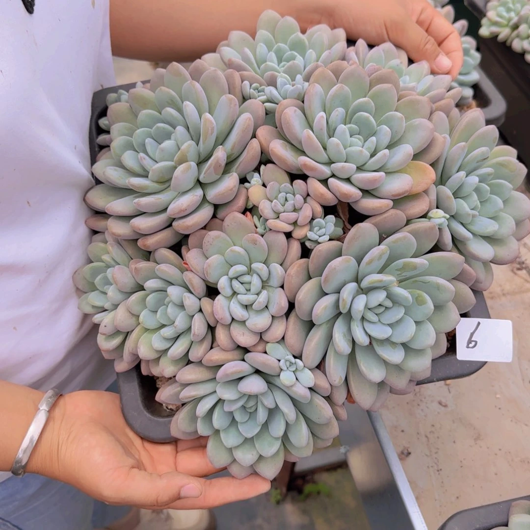 6白璐杂多肉植物提取