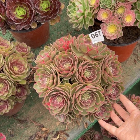 用***5067粉花妖朵朵多肉，